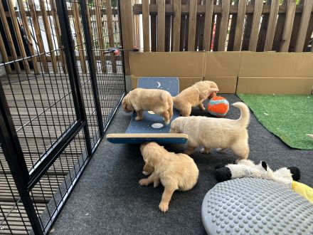 Golden Retriever Welpen mit Ahnentafel aus liebevoller Familienzucht