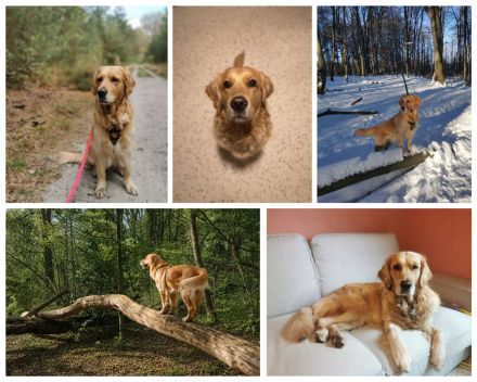 Wurfankündigung - Golden Retriever Welpen mit Ahnentafel aus liebevoller Familienzucht