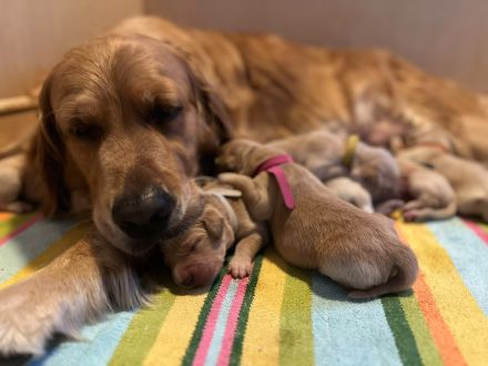 Golden Retriever Welpen mit Ahnentafel aus liebevoller Familienzucht