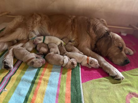Golden Retriever Welpen mit Ahnentafel aus liebevoller Familienzucht
