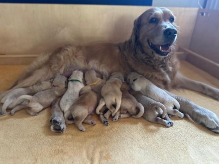 Golden Retriever Welpen mit Ahnentafel aus liebevoller Familienzucht