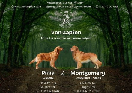 Wurfankündigung - Golden Retriever Welpen mit Ahnentafel aus liebevoller Familienzucht