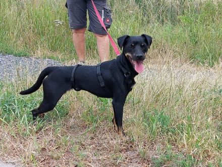 süße Pinscher Mix Hündin "Ema" sucht ein Zuhause