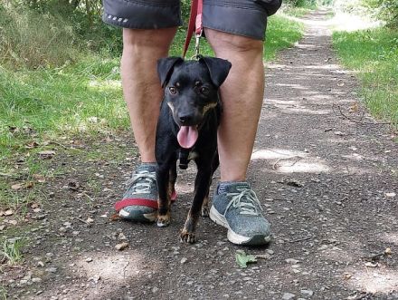süße Pinscher Mix Hündin "Ema" sucht ein Zuhause