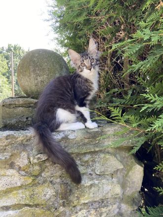 Blackberry´s Maine Coon