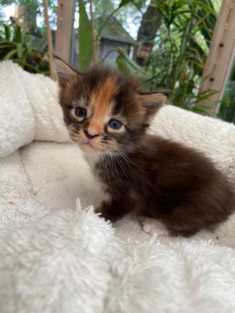 Blackberry´s Maine Coon