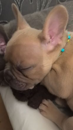 Frenchie Welpen suchen neues Zuhause