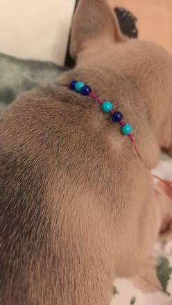 Frenchie Welpen suchen neues Zuhause