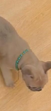 Frenchie Welpen suchen neues Zuhause