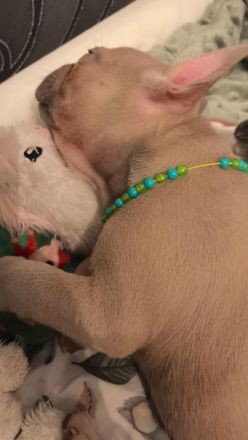 Frenchie Welpen suchen neues Zuhause