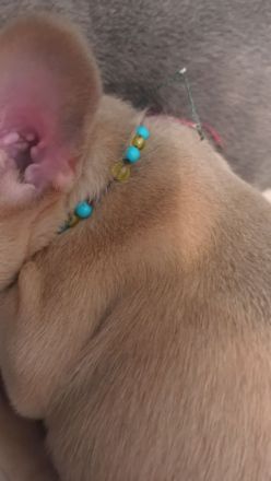 Frenchie Welpen suchen neues Zuhause