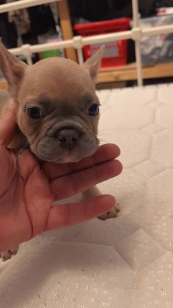 Frenchie Welpen suchen neues Zuhause