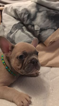Frenchie Welpen suchen neues Zuhause