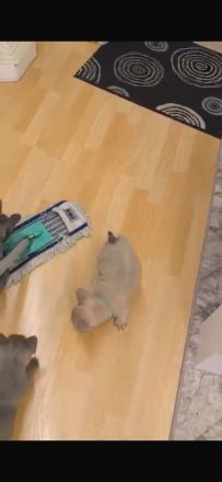 Frenchie Welpen suchen neues Zuhause