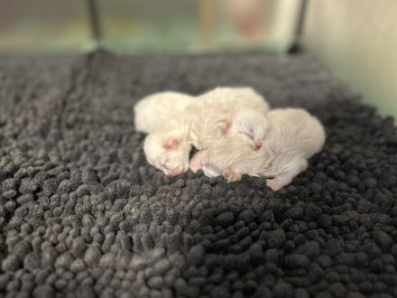 BKH kittens