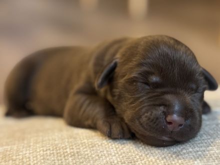 Labrador Welpen
