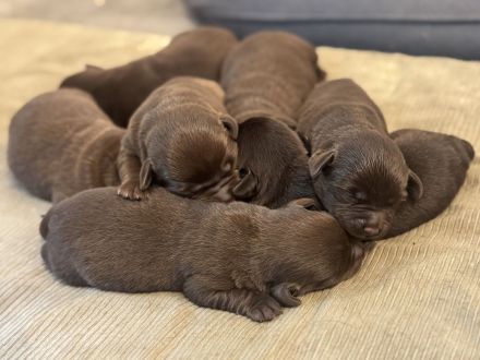 Labrador Welpen