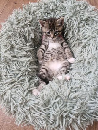 Katzenbabys