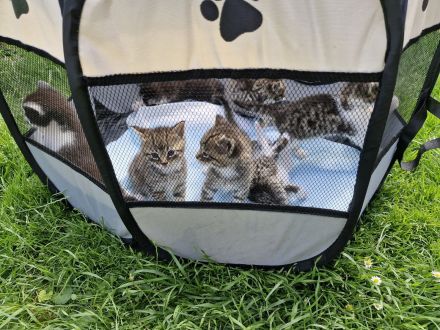 Katzenbabys