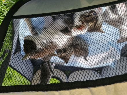 Katzenbabys