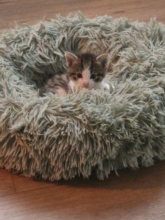 Katzenbabys