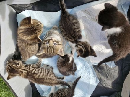 Katzenbabys