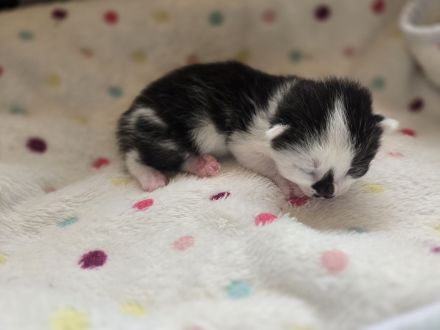 Wunderschöne Maine Coon Mix Kitten suchen ab der 12. Lebenswoche ein liebevolles Zuhause