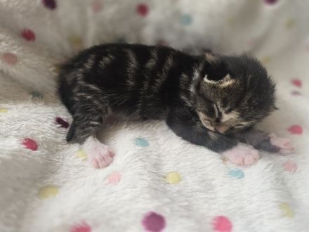 Wunderschöne Maine Coon Mix Kitten suchen ab der 12. Lebenswoche ein liebevolles Zuhause