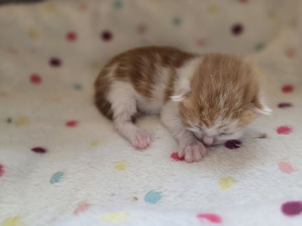 Wunderschöne Maine Coon Mix Kitten suchen ab der 12. Lebenswoche ein liebevolles Zuhause