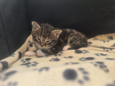 Wunderschöne Maine Coon Mix Kitten suchen ab der 12. Lebenswoche ein liebevolles Zuhause
