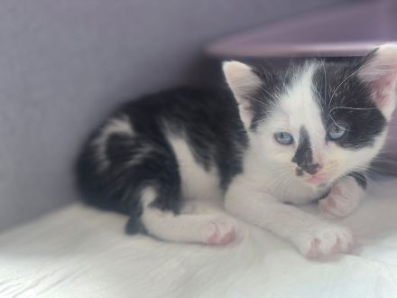 Wunderschöne Maine Coon Mix Kitten suchen ab der 12. Lebenswoche ein liebevolles Zuhause