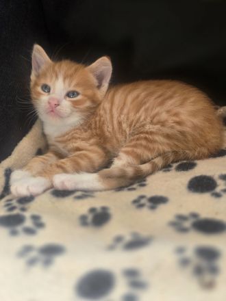 Wunderschöne Maine Coon Mix Kitten suchen ab der 12. Lebenswoche ein liebevolles Zuhause