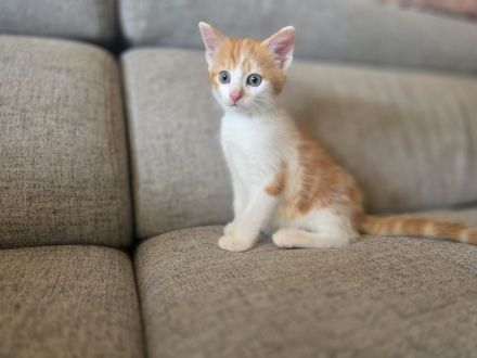 🐱 Nur noch 1 süßes rot-weißes Maine Coon Mix Kitten sucht ein liebevolles Zuhause 🐱