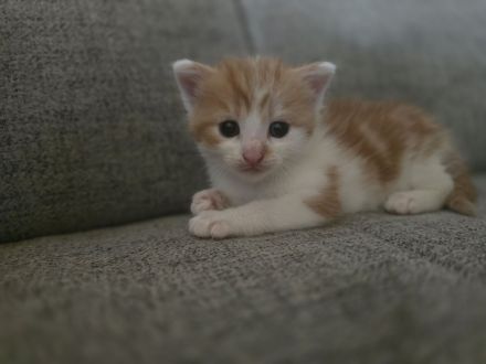 Wunderschöne Maine Coon Mix Kitten suchen ab der 12. Lebenswoche ein liebevolles Zuhause