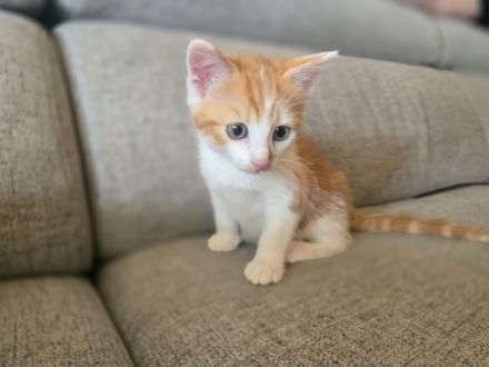 🐱 Nur noch 1 süßes rot-weißes Maine Coon Mix Kitten sucht ein liebevolles Zuhause 🐱