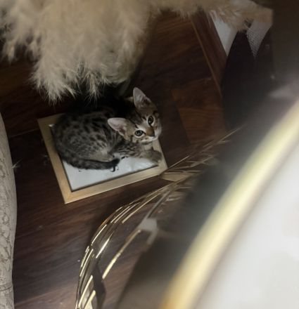 Bengal mix mit BKH