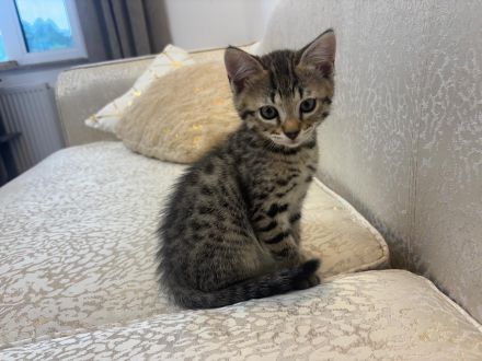 Bengal mix mit BKH