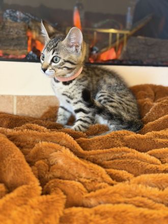 Bengal / BKH mix