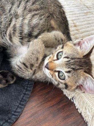 Bengal mix mit BKH