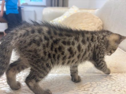 Bengal mix mit BKH