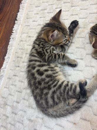 Bengal mix mit BKH
