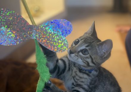 Bengal / BKH mix
