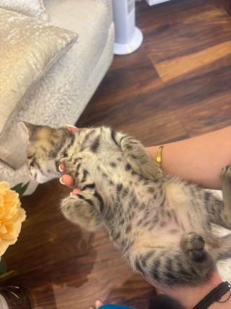 Bengal mix mit BKH