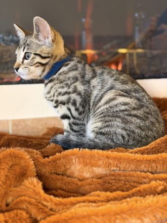 Bengal / BKH mix
