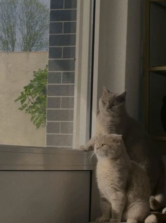 Zwei Britisch Kurzhaar Kater zu verkaufen – Marz & Zio