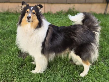 Wurfankündigung 2027 Amerikanischer Collie top Verpaarung