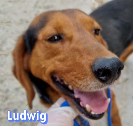 Ludwig, 12/20 - treuer Bracken Herr sucht 2te Chance