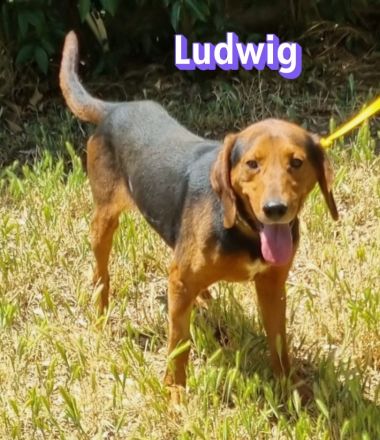 Ludwig, 12/20 - treuer Bracken Herr sucht 2te Chance