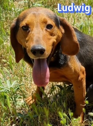 Ludwig, 12/20 - treuer Bracken Herr sucht 2te Chance
