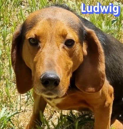 Ludwig, 12/20 - treuer Bracken Herr sucht 2te Chance